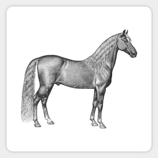 Palomino Horse Black and White Illustration Magnet
